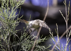 Leiothlypis luciae