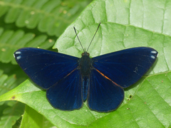 Metacharis xanthocraspedum