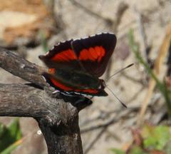Capys alphaeus alphaeus