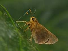 Psoralis