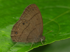 Taygetina