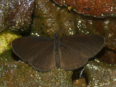 Tegosa tissoides