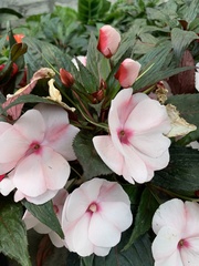 Impatiens