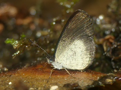Tegosa tissoides