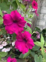 Petunia