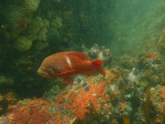 Chrysoblephus laticeps