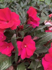 Impatiens