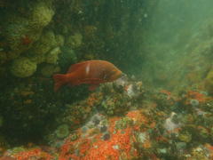 Chrysoblephus laticeps