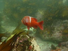 Chrysoblephus laticeps