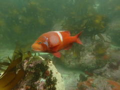 Chrysoblephus laticeps