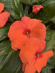Impatiens