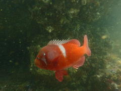 Chrysoblephus laticeps