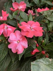 Impatiens