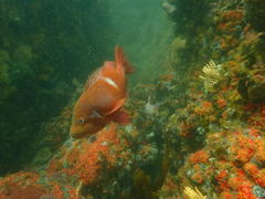 Chrysoblephus laticeps