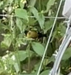 Aves
