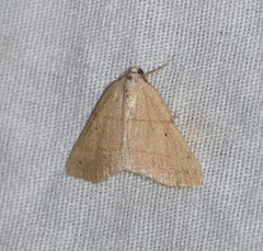Drepanulatrix bifilata