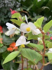 Begonia
