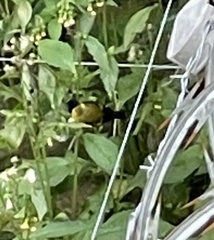 Aves
