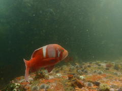 Chrysoblephus laticeps