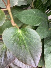 Begonia