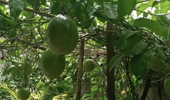 Passiflora edulis
