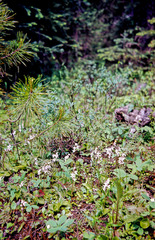 Galearis rotundifolia