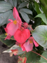Begonia