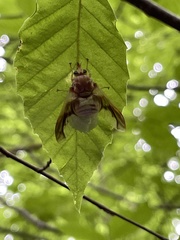 Goniops chrysocoma