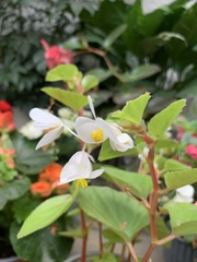 Begonia