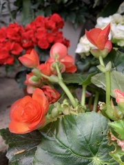 Begonia