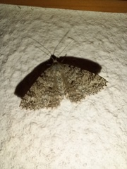 Ascotis fortunata