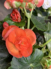 Begonia