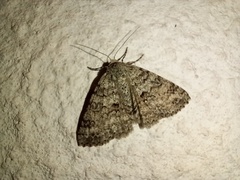 Ascotis fortunata