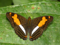 Adelpha phylaca pseudaethalia