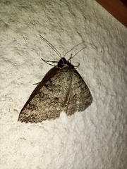 Ascotis fortunata
