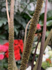 Anthurium
