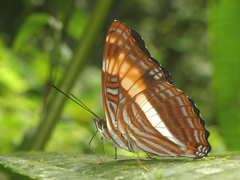 Adelpha phylaca pseudaethalia