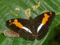 Adelpha phylaca pseudaethalia