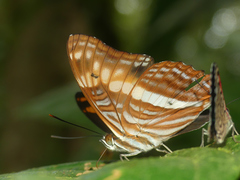 Adelpha phylaca pseudaethalia