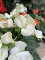 Begonia