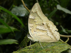 Archaeoprepona camilla