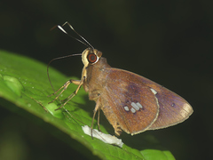 Carystoides lebbaeus