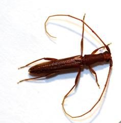 Listrocerum aeolis
