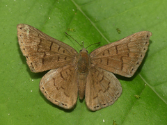 Chalodeta lypera