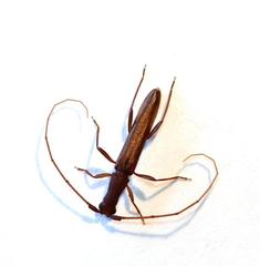 Listrocerum aeolis