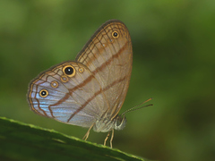 Amiga arnaca adela