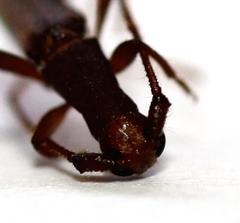 Listrocerum aeolis