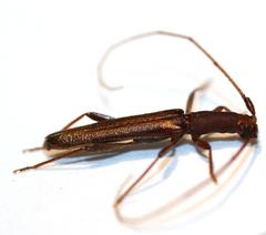 Listrocerum aeolis