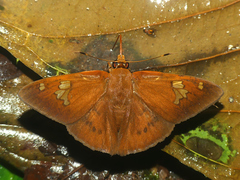 Dyscophellus phraxanor