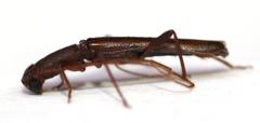 Listrocerum aeolis